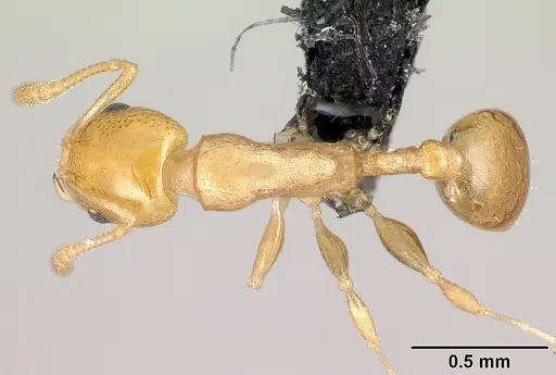 Nesomyrmex nitidus specimen CASENT0151914 image casent0151914_1