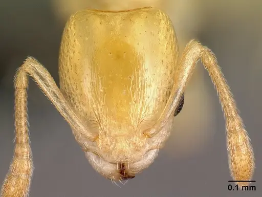 Nesomyrmex nitidus specimen CASENT0152470 image casent0152470_2