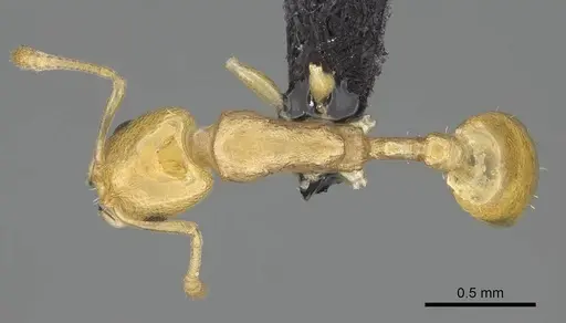Nesomyrmex nitidus specimen CASENT0163151 image casent0163151_1