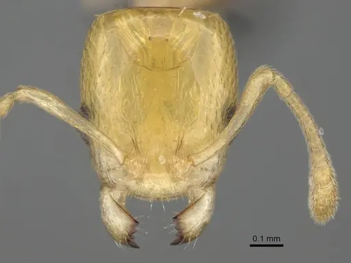 Nesomyrmex nitidus specimen CASENT0163151 image casent0163151_2