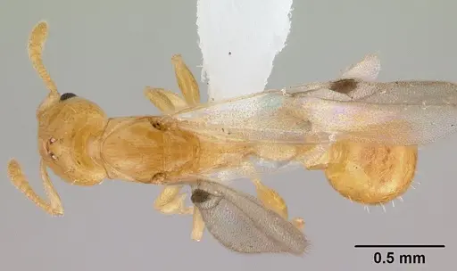 Nesomyrmex nitidus specimen CASENT0421406 image casent0421406_1