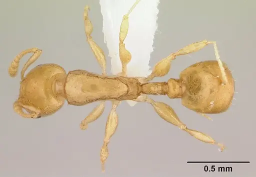 Nesomyrmex nitidus specimen CASENT0422630 image casent0422630_1