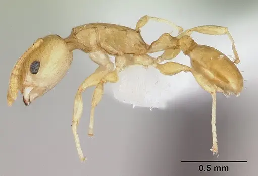 Nesomyrmex nitidus specimen CASENT0422630 image casent0422630_3