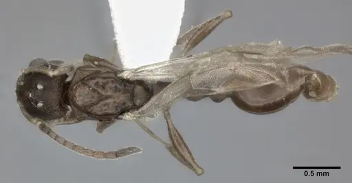 Nesomyrmex pittieri specimen CASENT0246053 image casent0246053_1
