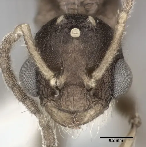 Nesomyrmex pittieri specimen CASENT0246053 image casent0246053_2