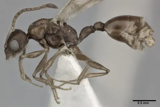 Nesomyrmex pittieri specimen CASENT0246053 image casent0246053_3