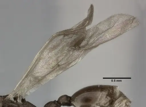 Nesomyrmex pittieri specimen CASENT0246053 image casent0246053_4