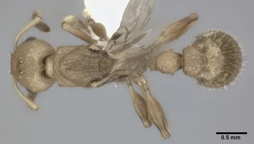 Nesomyrmex pittieri specimen CASENT0246054 image casent0246054_1