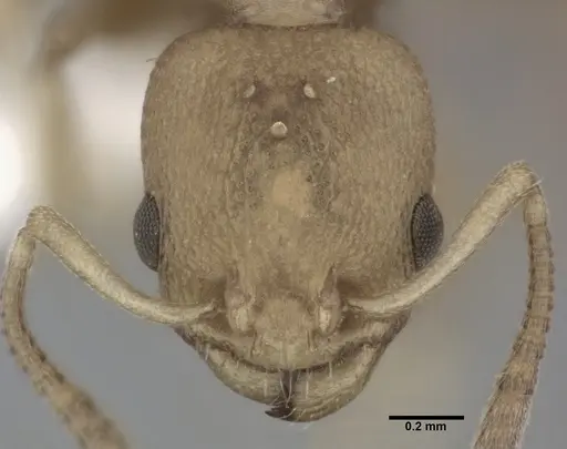 Nesomyrmex pittieri specimen CASENT0246054 image casent0246054_2