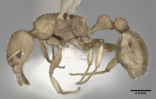 Nesomyrmex pittieri specimen CASENT0246054 image casent0246054_3