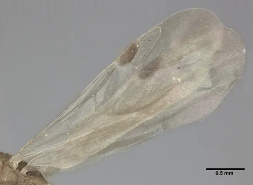 Nesomyrmex pittieri specimen CASENT0246054 image casent0246054_4