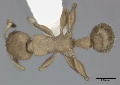 Nesomyrmex pittieri specimen CASENT0246055 image casent0246055_1