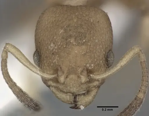 Nesomyrmex pittieri specimen CASENT0246055 image casent0246055_2
