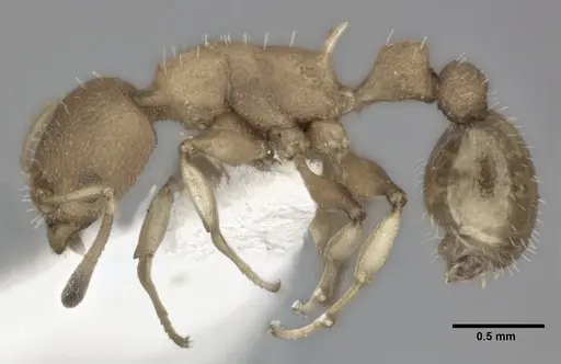 Nesomyrmex pittieri specimen CASENT0246055 image casent0246055_3