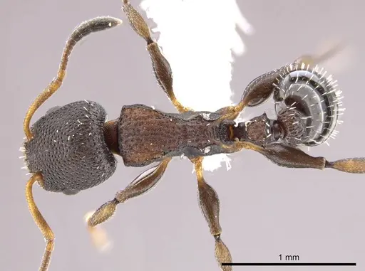 Nesomyrmex pittieri specimen CASENT0612277 image casent0612277_1