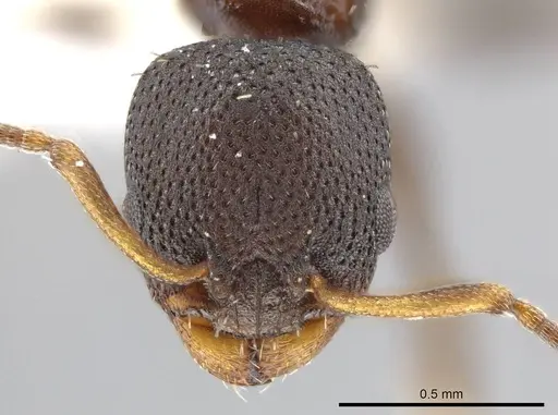 Nesomyrmex pittieri specimen CASENT0612277 image casent0612277_2