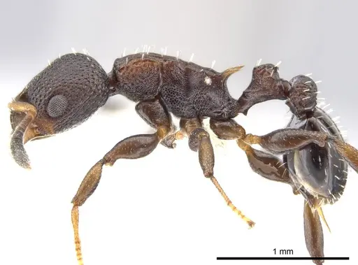 Nesomyrmex pittieri specimen CASENT0612277 image casent0612277_3
