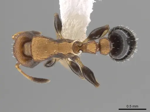 Nesomyrmex pittieri specimen CASENT0637849 image casent0637849_1