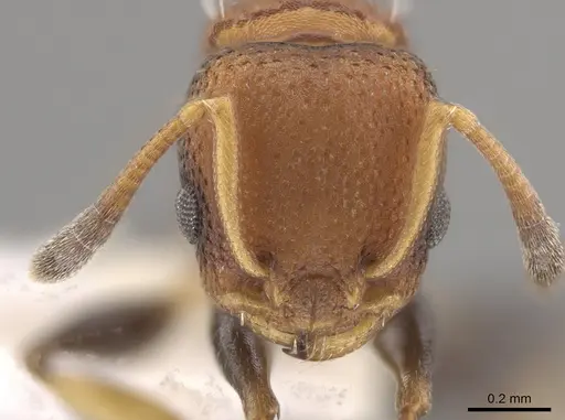 Nesomyrmex pittieri specimen CASENT0637849 image casent0637849_2