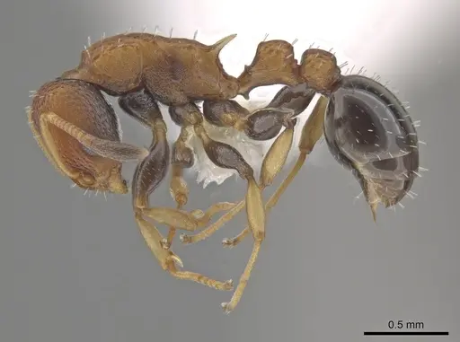 Nesomyrmex pittieri specimen CASENT0637849 image casent0637849_3