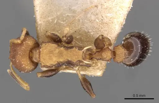 Nesomyrmex pittieri specimen CASENT0908997 image casent0908997_1