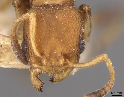 Nesomyrmex pittieri specimen CASENT0908997 image casent0908997_2