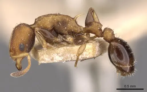 Nesomyrmex pittieri specimen CASENT0908997 image casent0908997_3