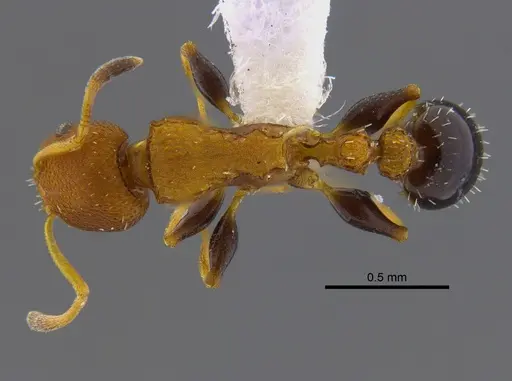 Nesomyrmex pittieri specimen CBUMAGENT41909 image cbumagent41909_1