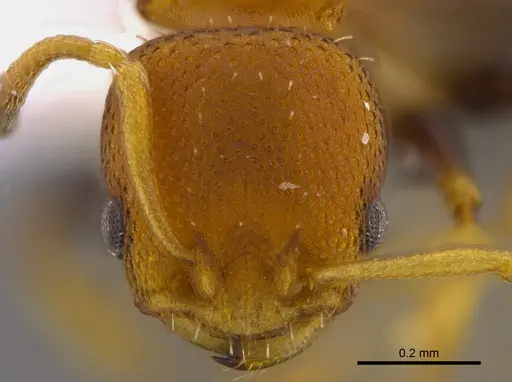 Nesomyrmex pittieri specimen CBUMAGENT41909 image cbumagent41909_2