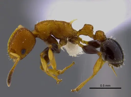 Nesomyrmex pittieri specimen CBUMAGENT41909 image cbumagent41909_3
