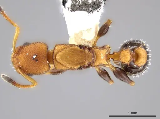 Nesomyrmex pittieri specimen INBIOCRI001275159 image inbiocri001275159_1