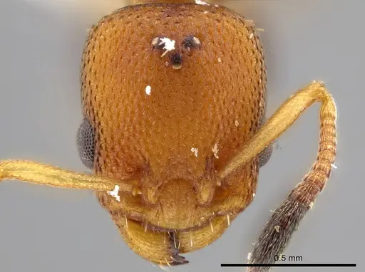 Nesomyrmex pittieri specimen INBIOCRI001275159 image inbiocri001275159_2
