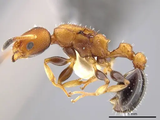 Nesomyrmex pittieri specimen INBIOCRI001275159 image inbiocri001275159_3