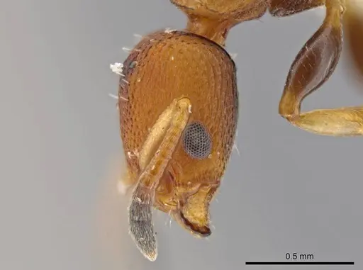 Nesomyrmex pittieri specimen INBIOCRI001275159 image inbiocri001275159_4