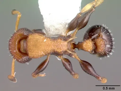 Nesomyrmex pittieri specimen PSW10608-4 image psw10608-4_1