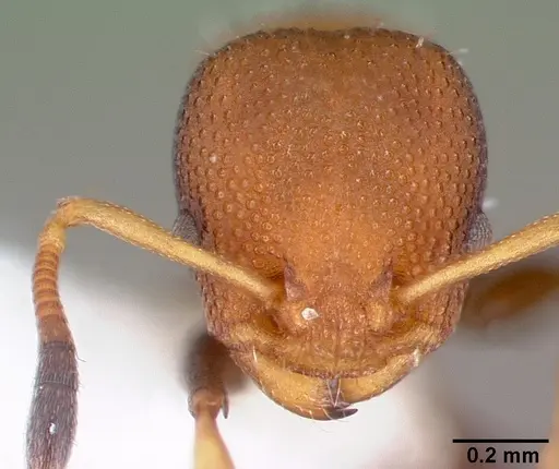 Nesomyrmex pittieri specimen PSW10608-4 image psw10608-4_2