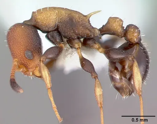 Nesomyrmex pittieri specimen PSW10608-4 image psw10608-4_3
