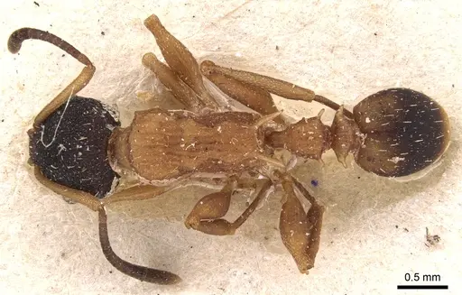 Nesomyrmex pulcher specimen CASENT0904723 image casent0904723_1