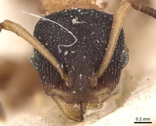 Nesomyrmex pulcher specimen CASENT0904723 image casent0904723_2