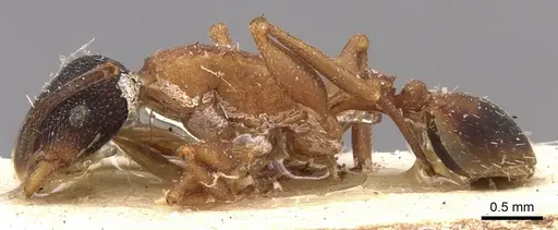 Nesomyrmex pulcher specimen CASENT0904723 image casent0904723_3