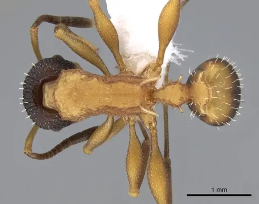 Nesomyrmex pulcher specimen CASENT0914996 image casent0914996_1