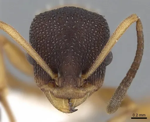 Nesomyrmex pulcher specimen CASENT0914996 image casent0914996_2