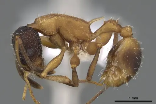 Nesomyrmex pulcher specimen CASENT0914996 image casent0914996_3