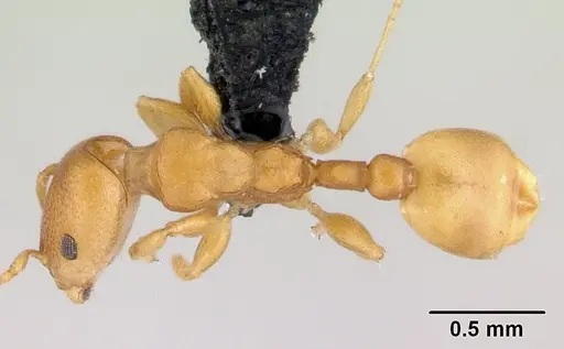 Nesomyrmex punctaticeps specimen CASENT0002644 image casent0002644_1
