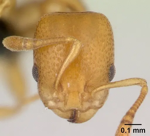 Nesomyrmex punctaticeps specimen CASENT0002644 image casent0002644_2