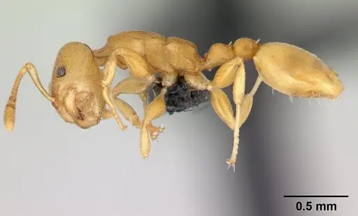 Nesomyrmex punctaticeps specimen CASENT0002644 image casent0002644_3