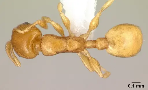 Nesomyrmex punctaticeps specimen CASENT0418448 image casent0418448_1