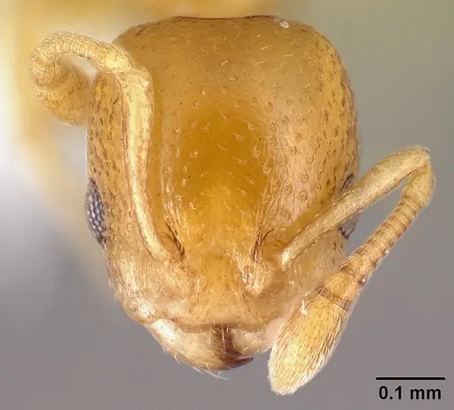 Nesomyrmex punctaticeps specimen CASENT0418448 image casent0418448_2