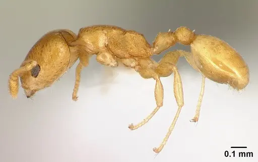 Nesomyrmex punctaticeps specimen CASENT0418448 image casent0418448_3