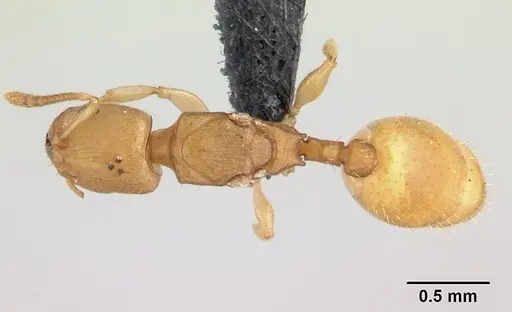 Nesomyrmex reticulatus specimen CASENT0073583 image casent0073583_1